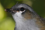Grey-headed Robin (Heteromyias cinereifrons)